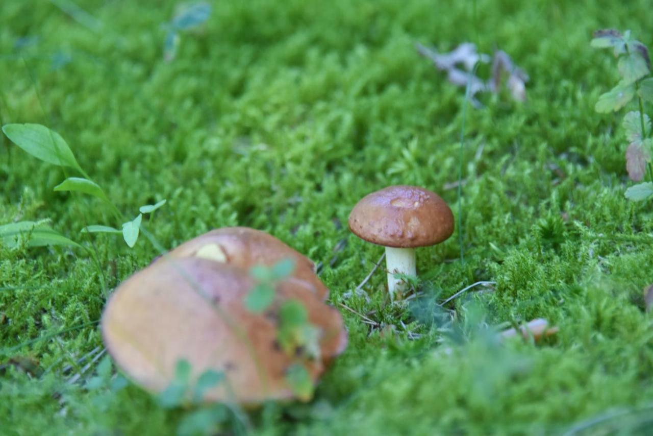 Vila Tauragnas Seimatis Bagian luar foto